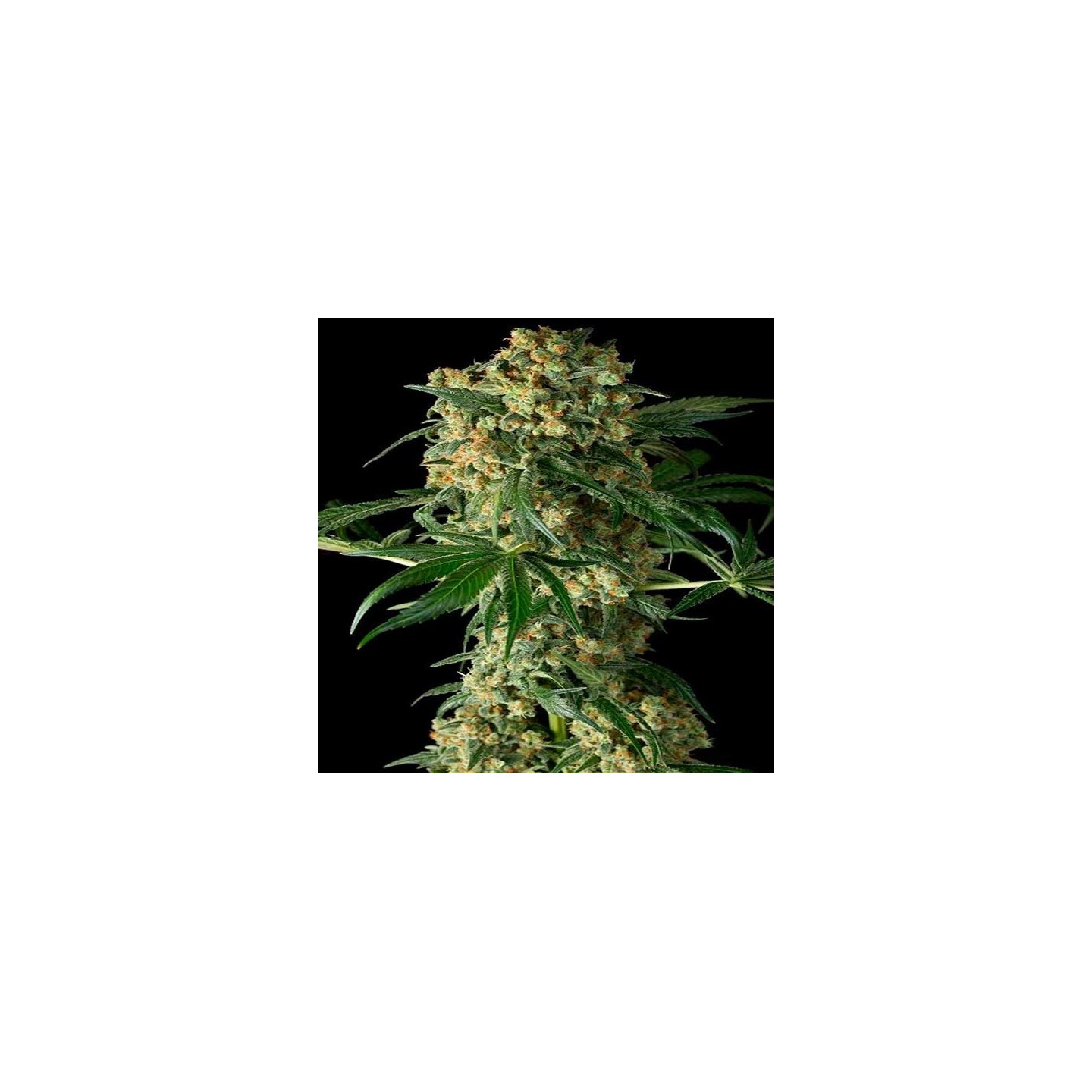 Big Kush Feminizada de Dinafem