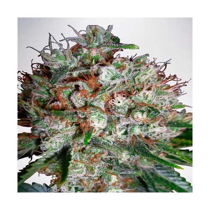 Big Bud XXL Autofloreciente Feminizada de Zambeza Seeds