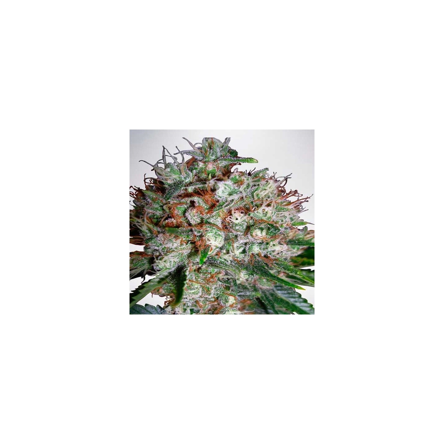 Big Bud XXL Autofloreciente Feminizada de Zambeza Seeds