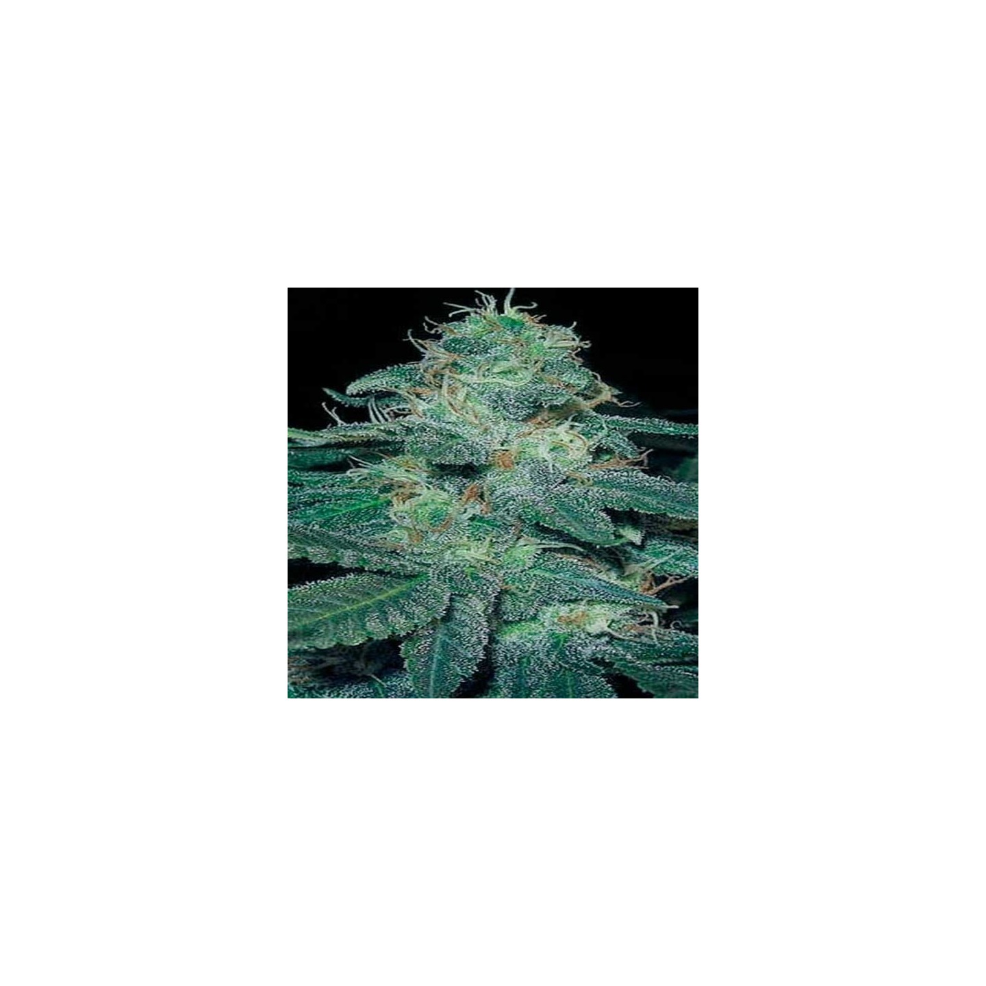 Bc Diesel Feminizada de Blimburn Seeds