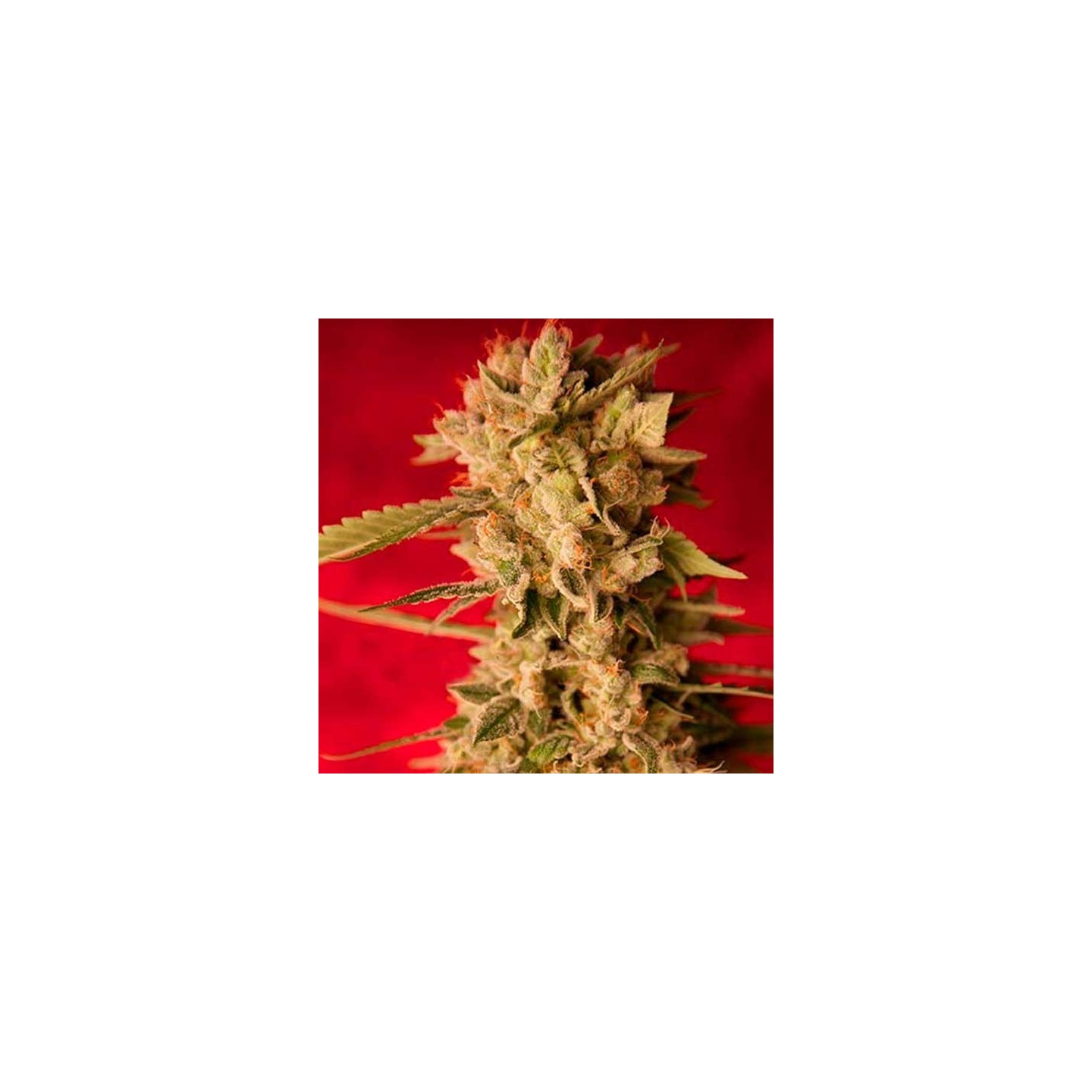 Bass Line Regular de Reggae Seeds