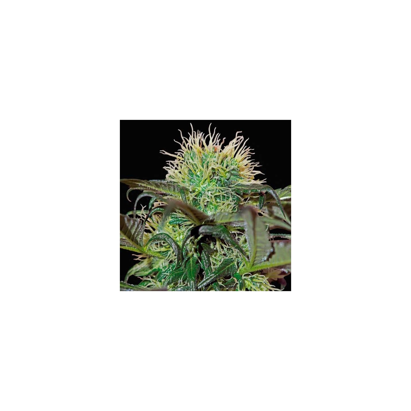 Badazz Cheese Feminizada de Big Buddha Seeds