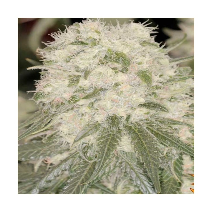 Bad Azz Kush Feminizada de Barney's Farm