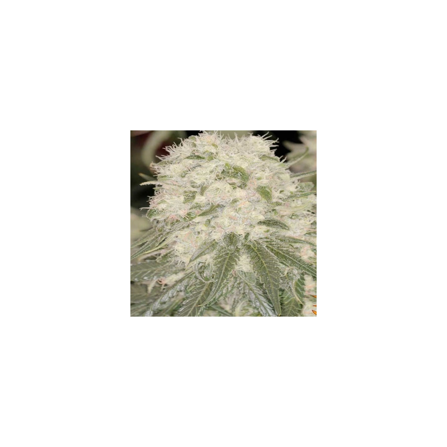Bad Azz Kush Feminizada de Barney's Farm