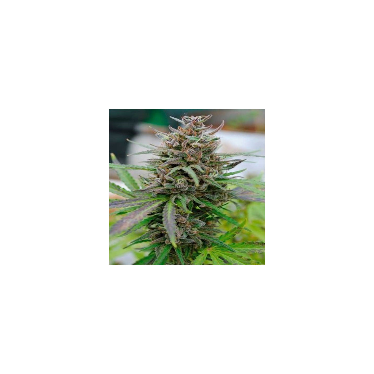Baby Boom CBD Autofloreciente Feminizada de Kannabia Seeds