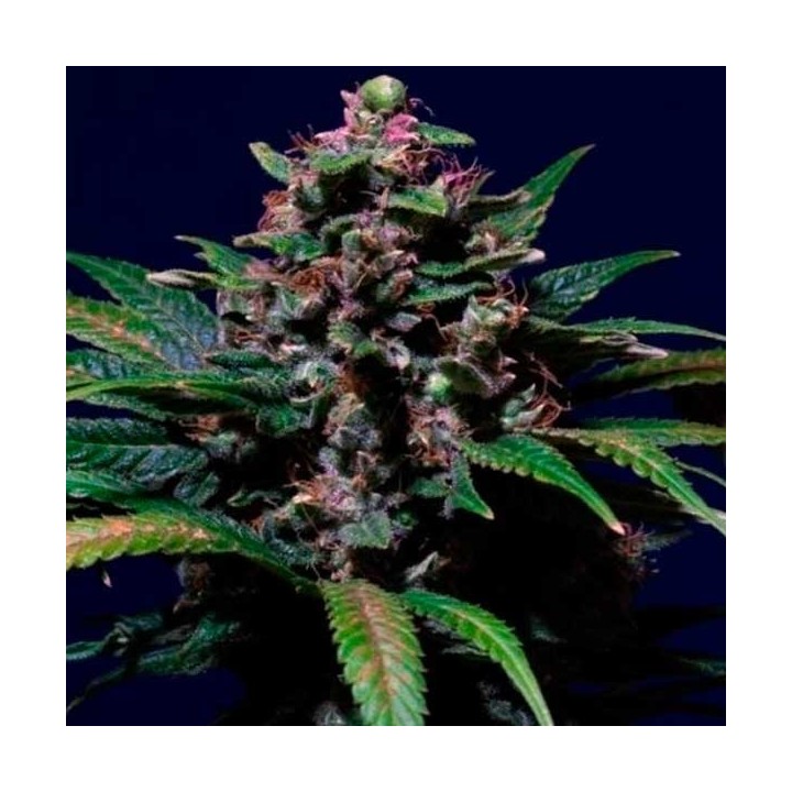 Ayahuasca Purple Feminizada de Barney's Farm
