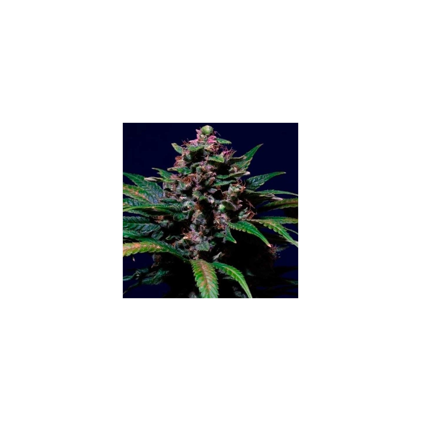 Ayahuasca Purple Feminizada de Barney's Farm