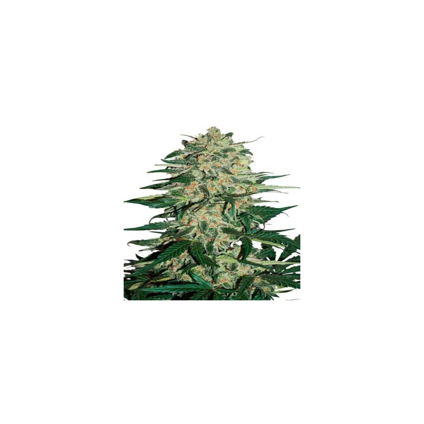 Night Queen Autofloreciente Feminizada de Dutch Passion