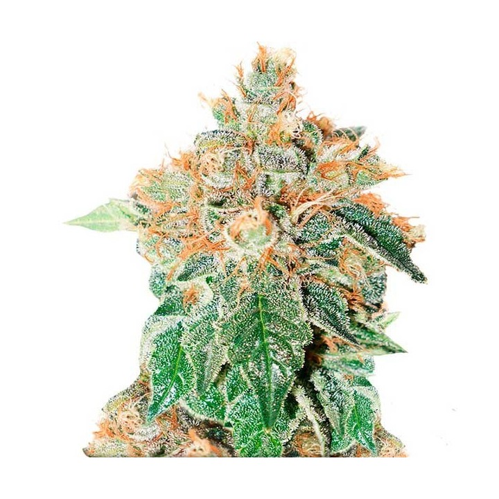 Colorado Cookies Autofloreciente Feminizada de Dutch Passion