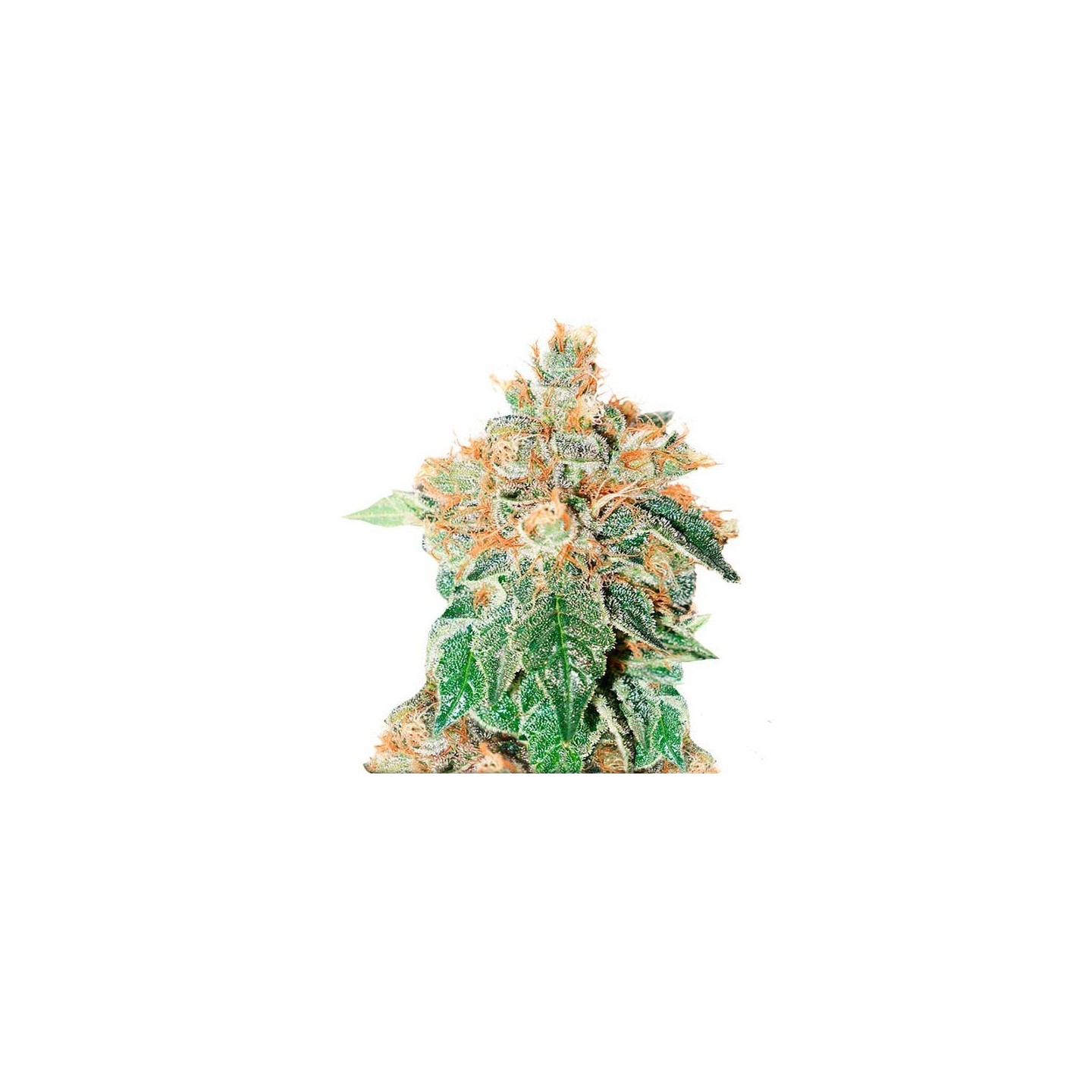 Colorado Cookies Autofloreciente Feminizada de Dutch Passion