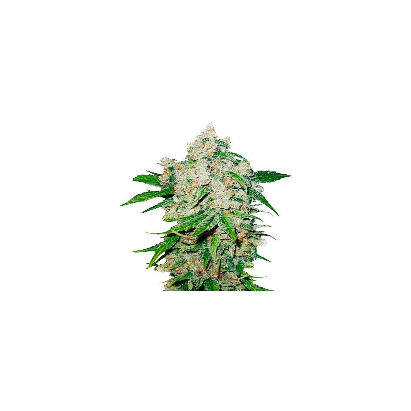 Brooklyn Sunrise Autofloreciente Feminizada de Dutch Passion