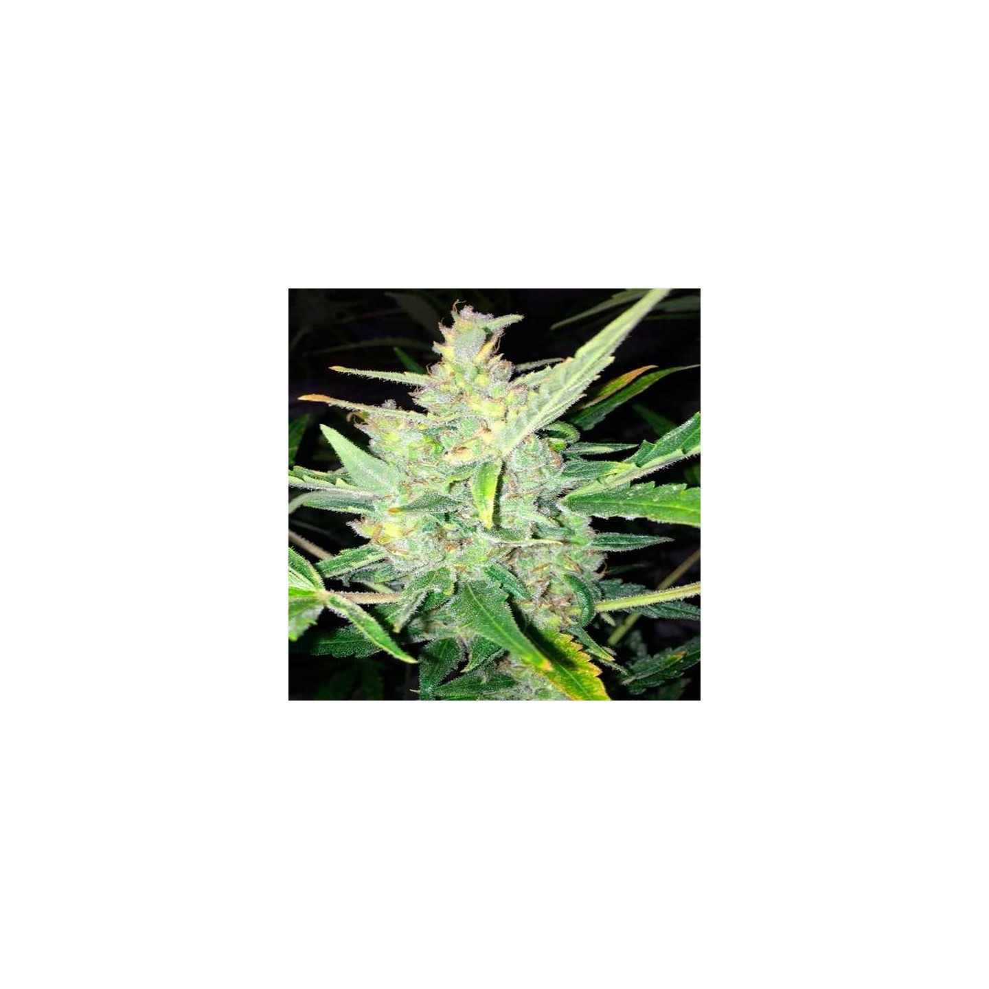 White Widow X Big Bud Autofloreciente Feminizada de Female Seeds