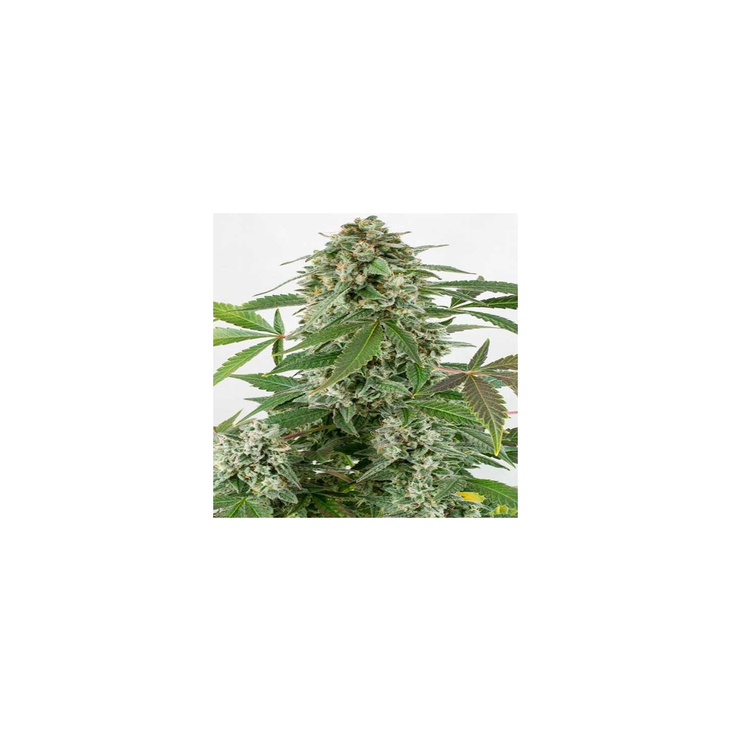 White Widow Autofloreciente Feminizada de Biological Seeds