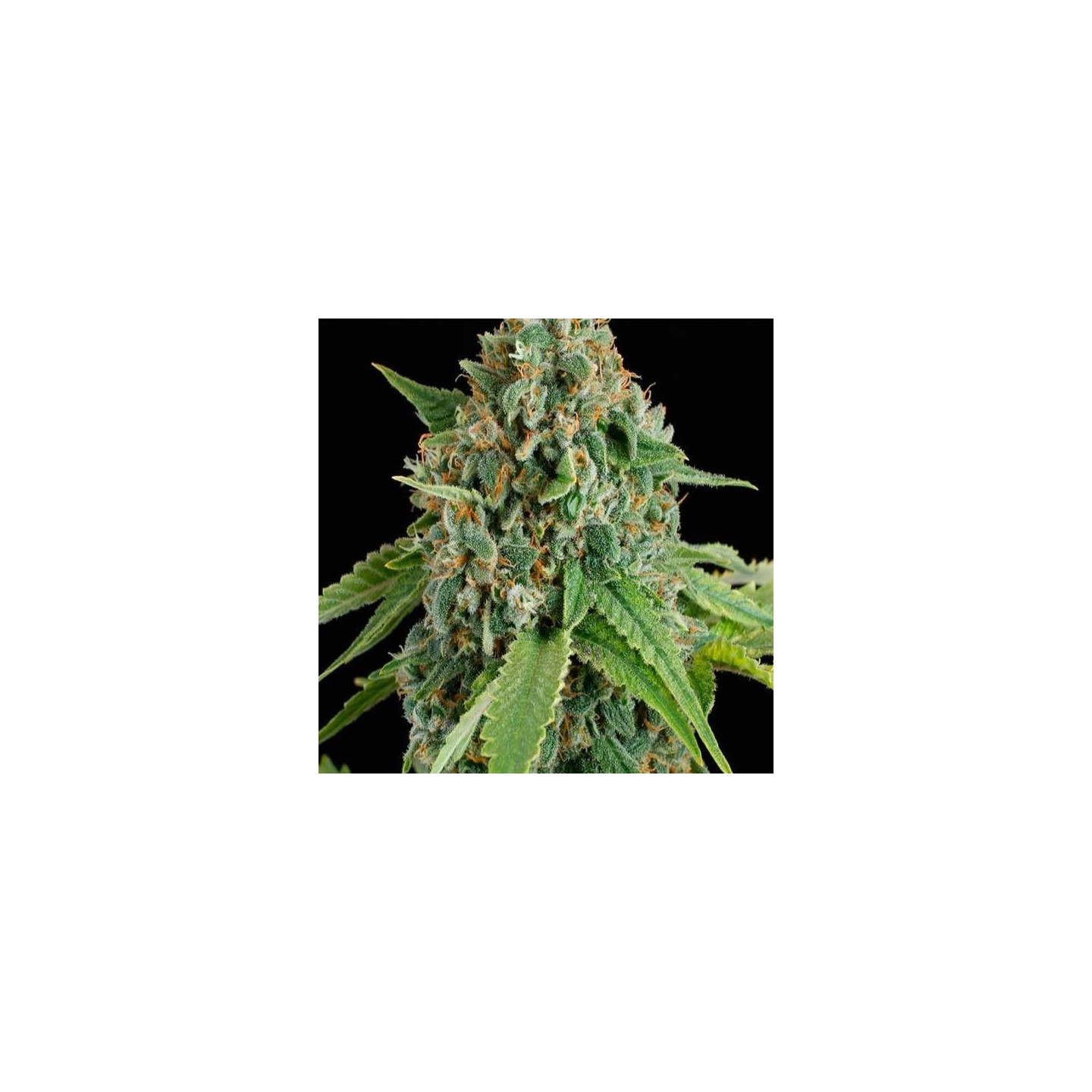 White Widow Autofloreciente Feminizada de Nirvana