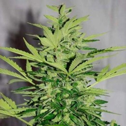 Supreme Lemon Og CBD Autofloreciente Feminizada de Nirvana