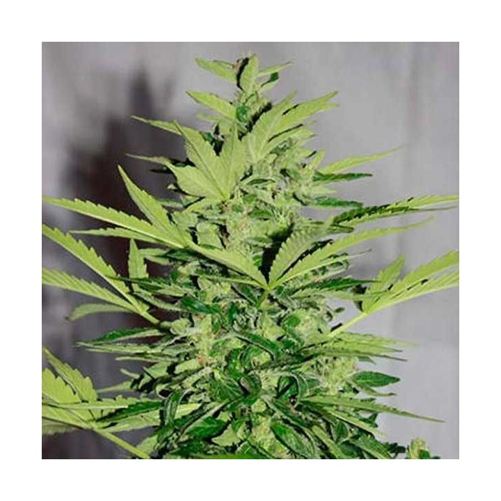 Supreme Lemon Og CBD Autofloreciente Feminizada de Nirvana