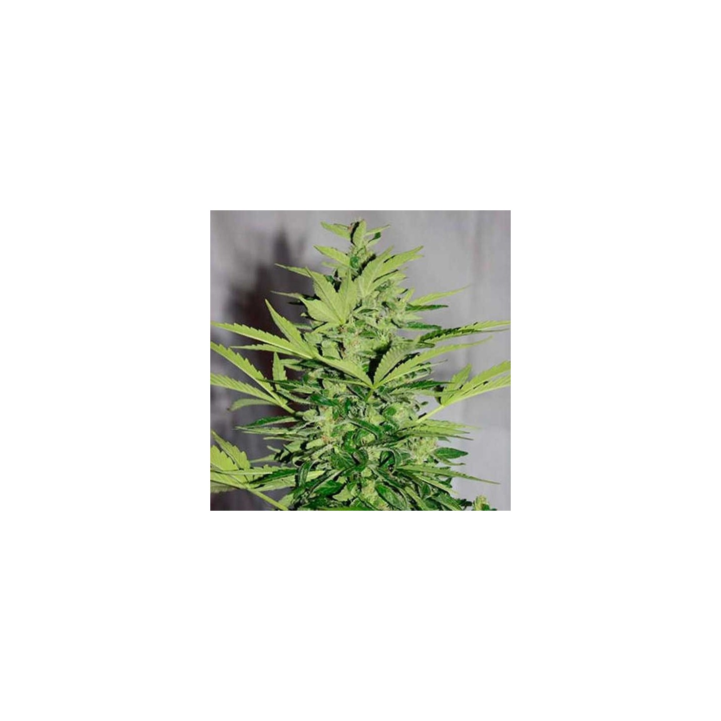 Supreme Lemon Og CBD Autofloreciente Feminizada de Nirvana