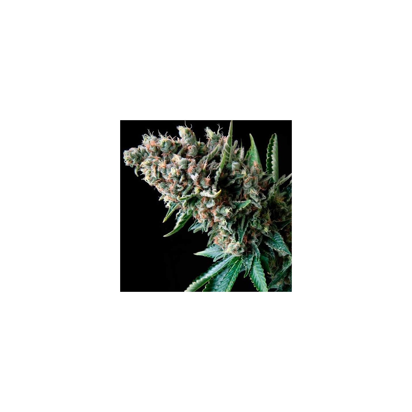 Super Og Kush Autofloreciente Feminizada de Pyramid Seeds