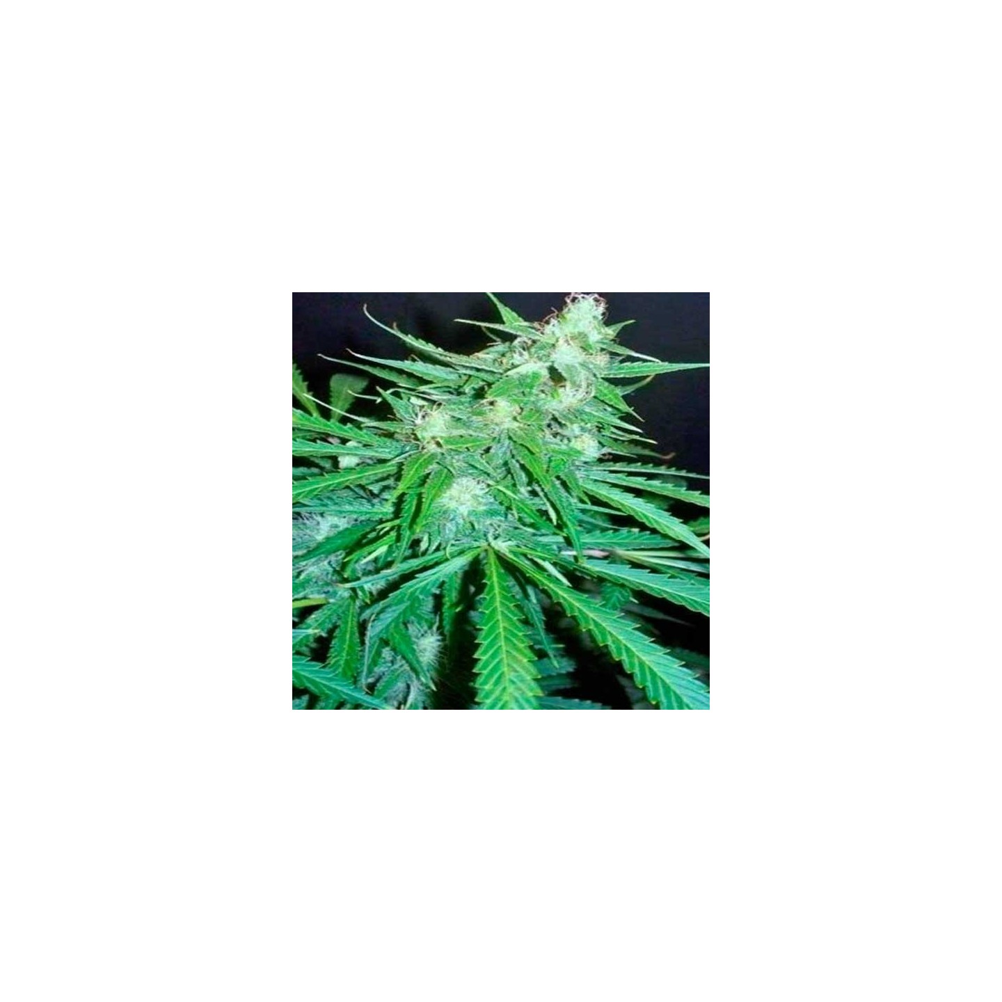 Skunk Autofloreciente Feminizada de Original Sensible