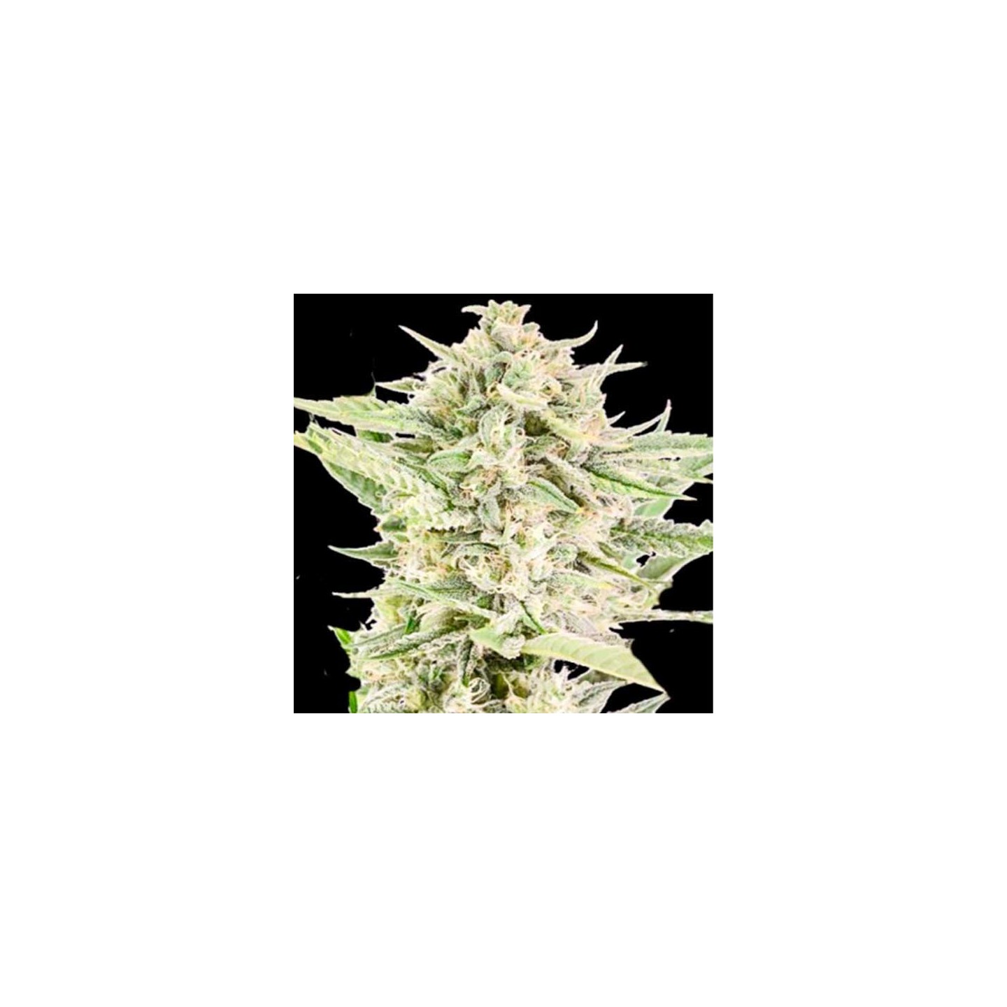 Reek'N Autofloreciente Feminizada de Devils Harvest Seeds