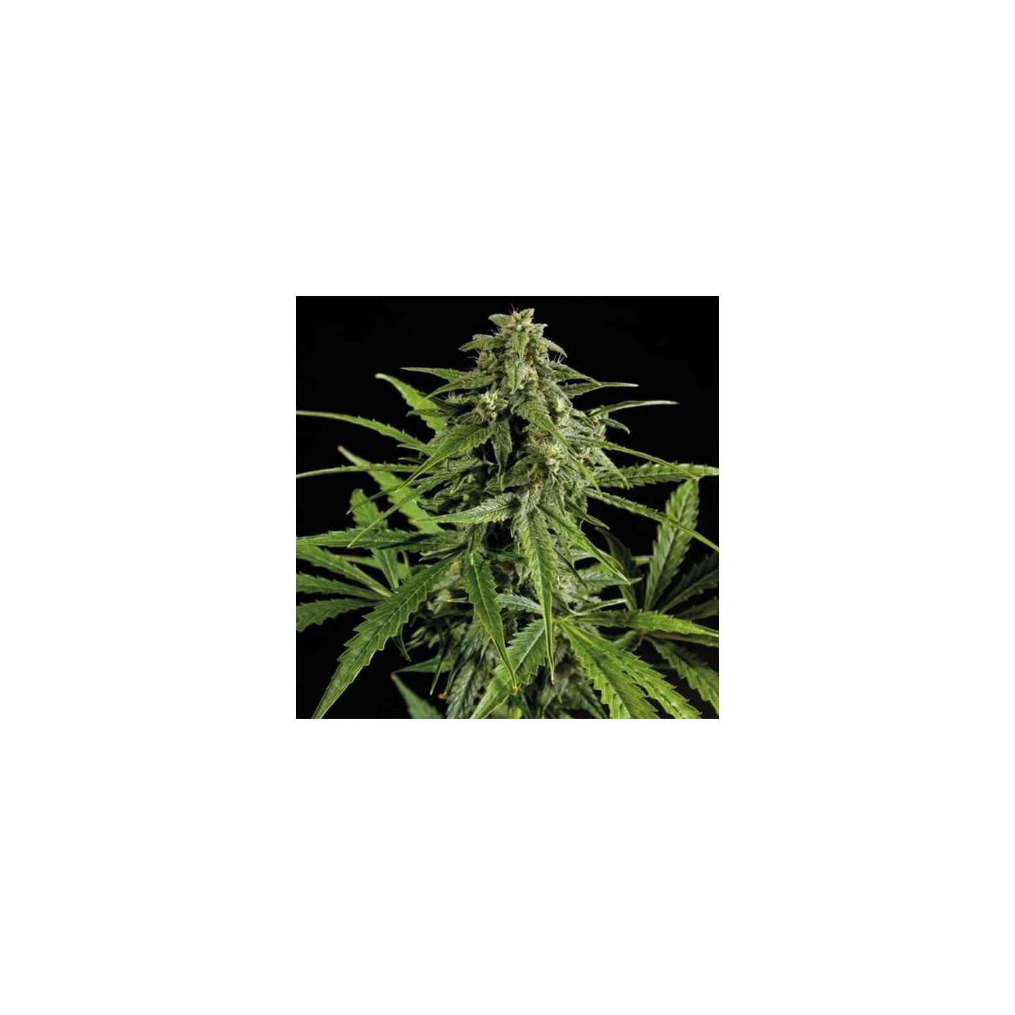 Oxus Autofloreciente Feminizada de Exclusive Seeds