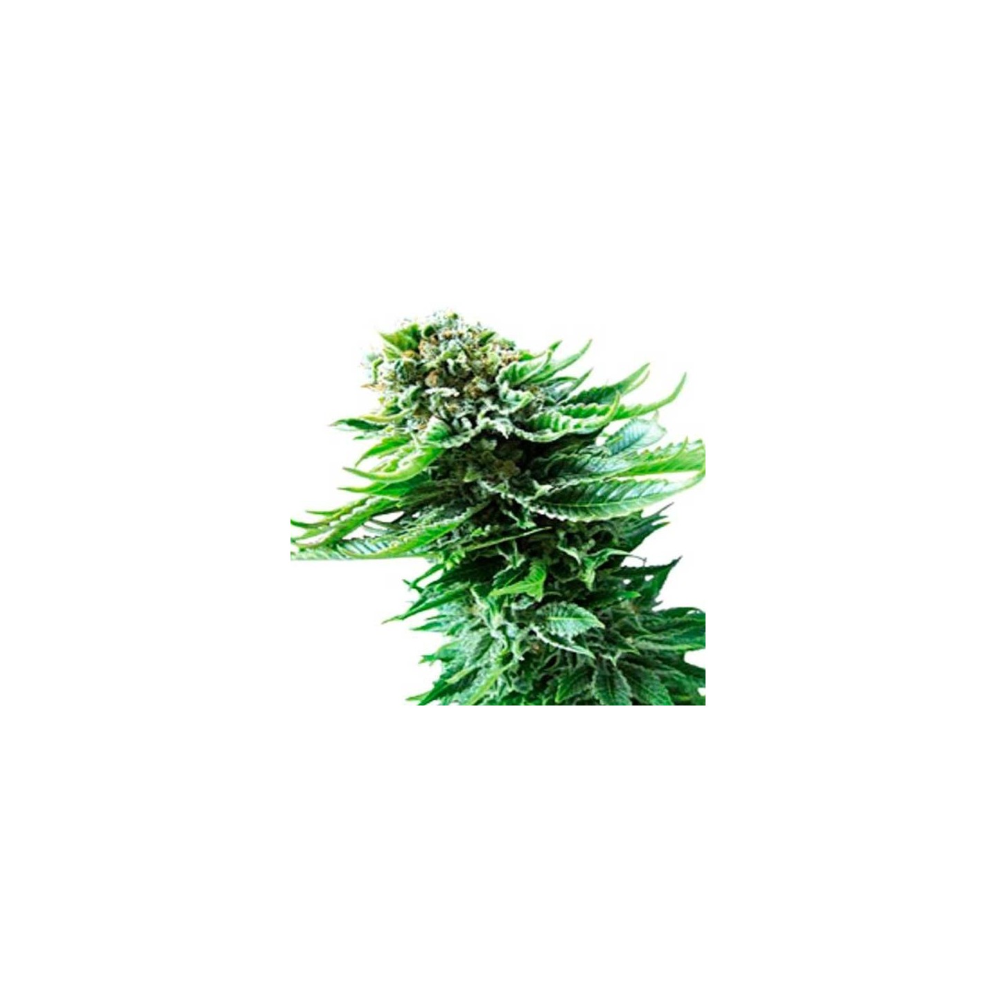 Northern Lights Autofloreciente Feminizada de Ministry Seeds