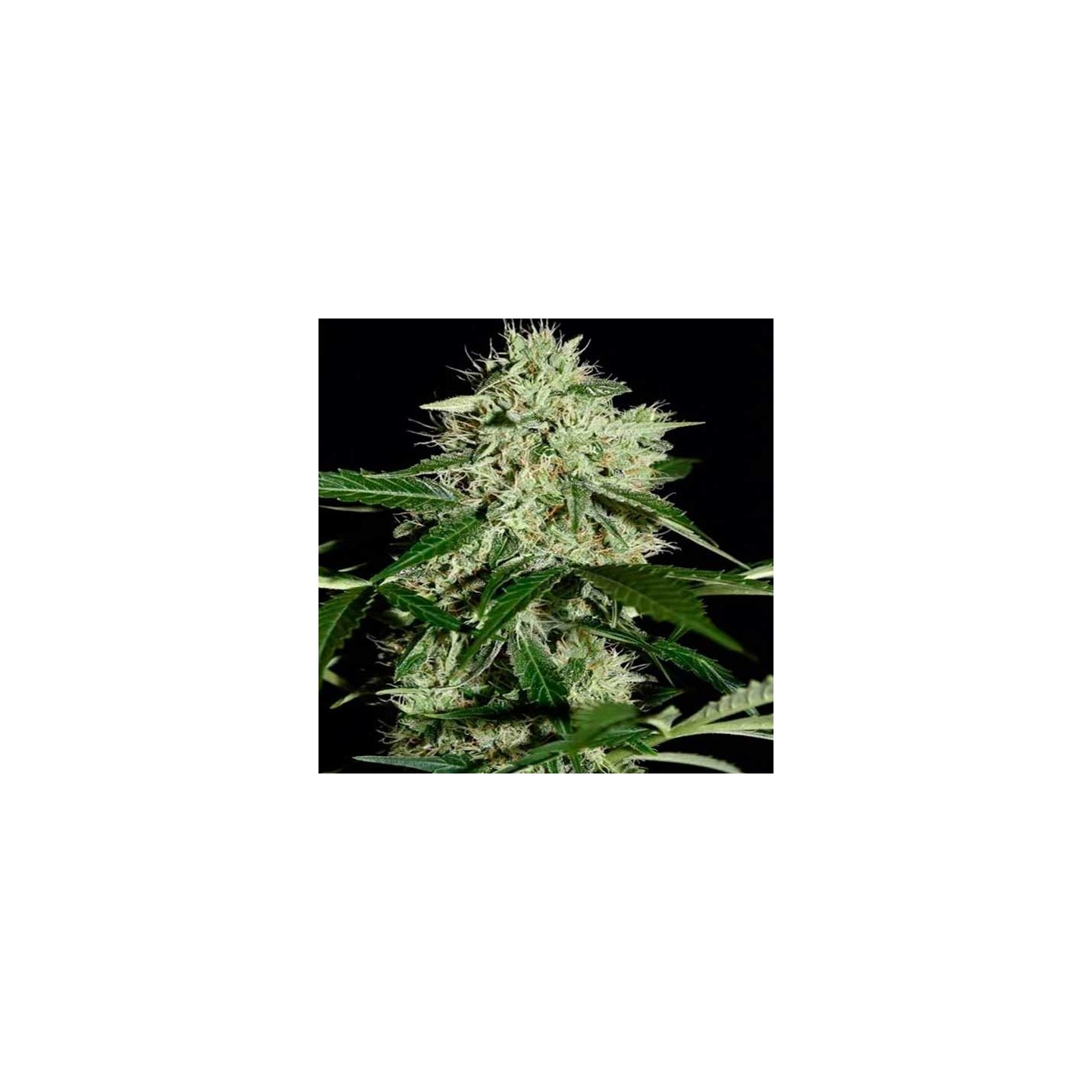 Northern Light Autofloreciente Feminizada de Biological Seeds