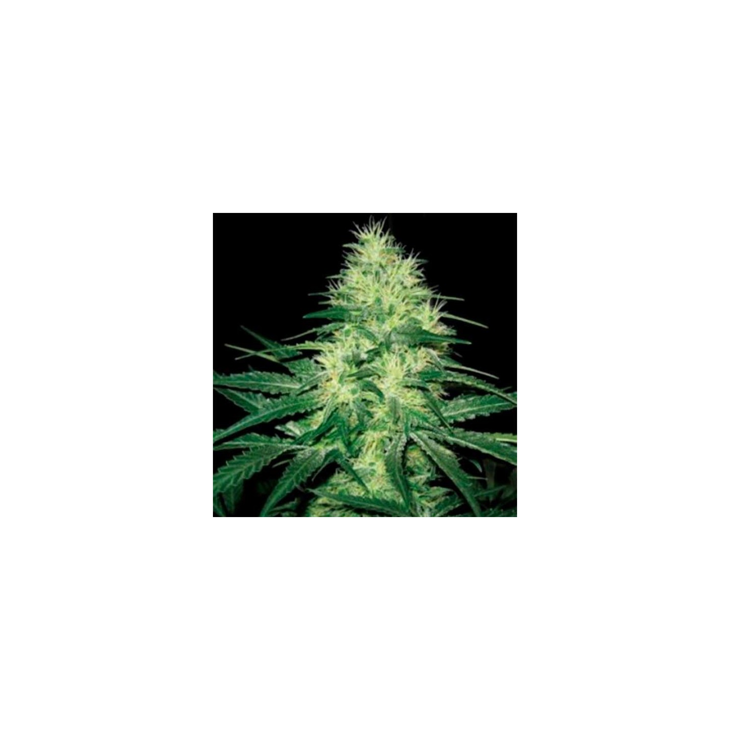 Nemo Autofloreciente Feminizada de Exclusive Seeds