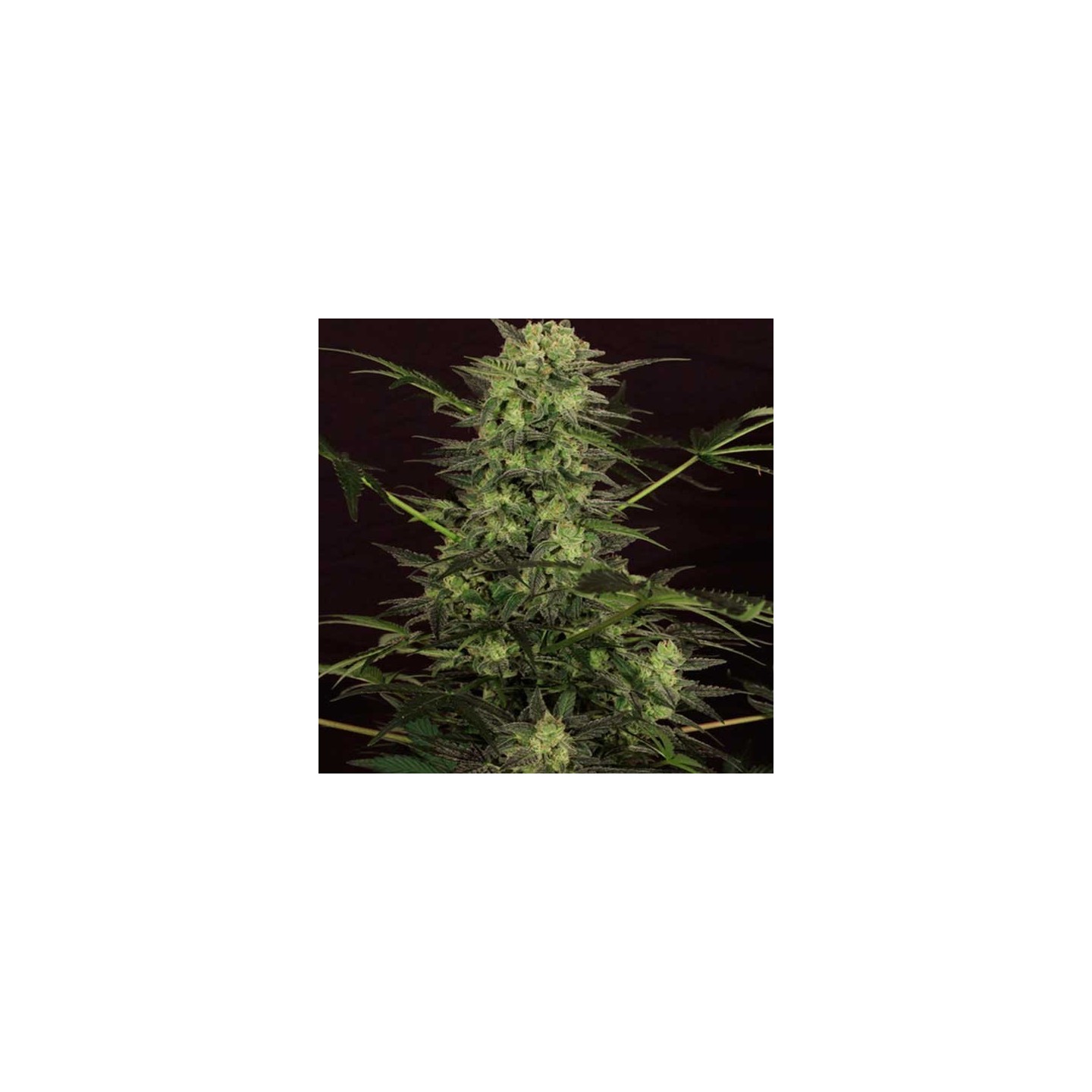 Mk-Ultra Kush Autofloreciente Feminizada de T.H. Seeds