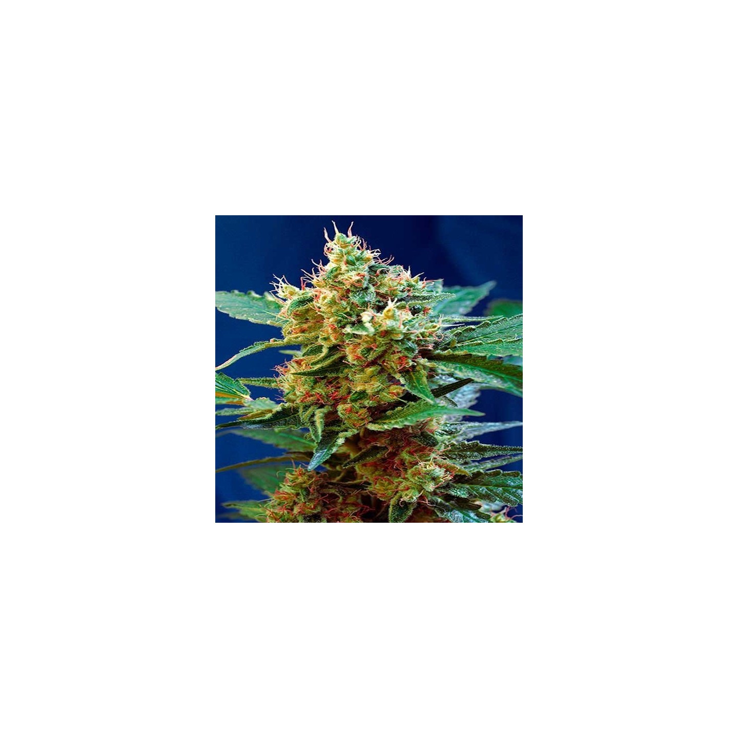 Mandarina Autofloreciente Feminizada de Exclusive Seeds