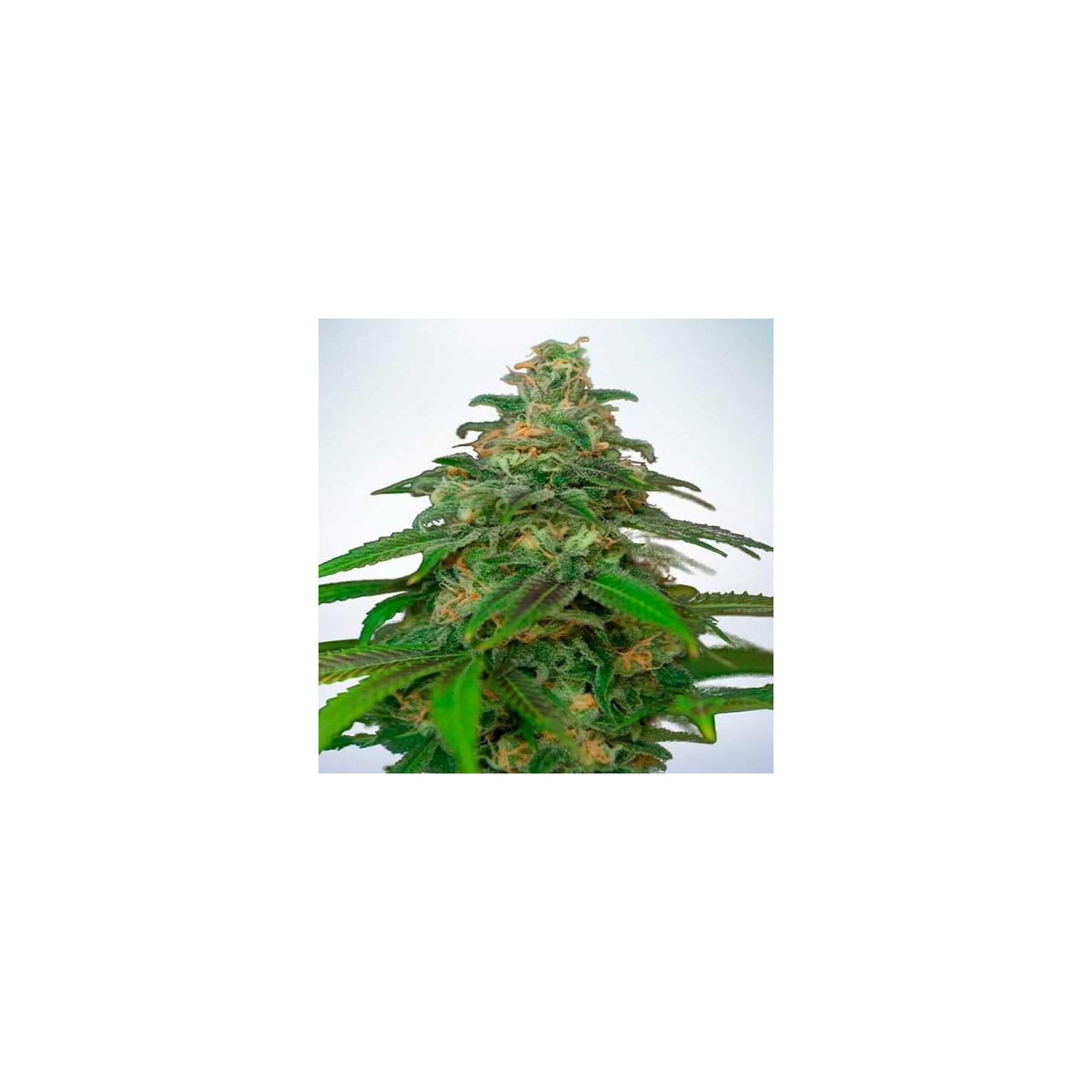 Mandarin Haze Autofloreciente Feminizada de Ministry Seeds
