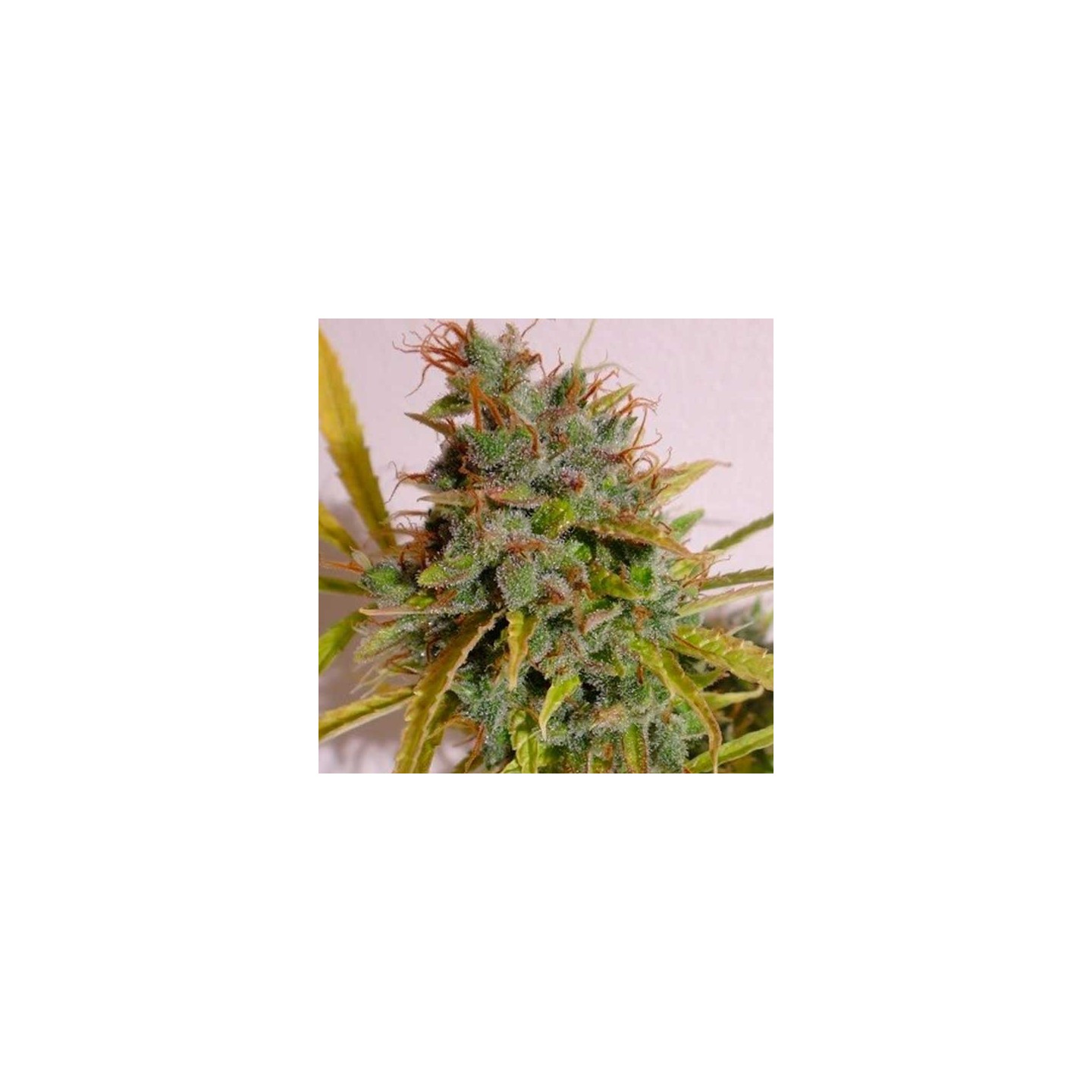 Malawi X NL Autofloreciente Feminizada de Ace Seeds