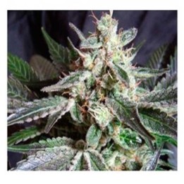 Lady Bug Autofloreciente Feminizada de Biological Seeds
