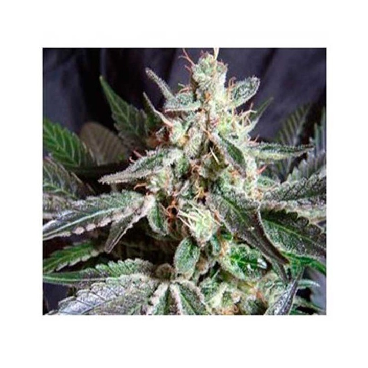 Lady Bug Autofloreciente Feminizada de Biological Seeds