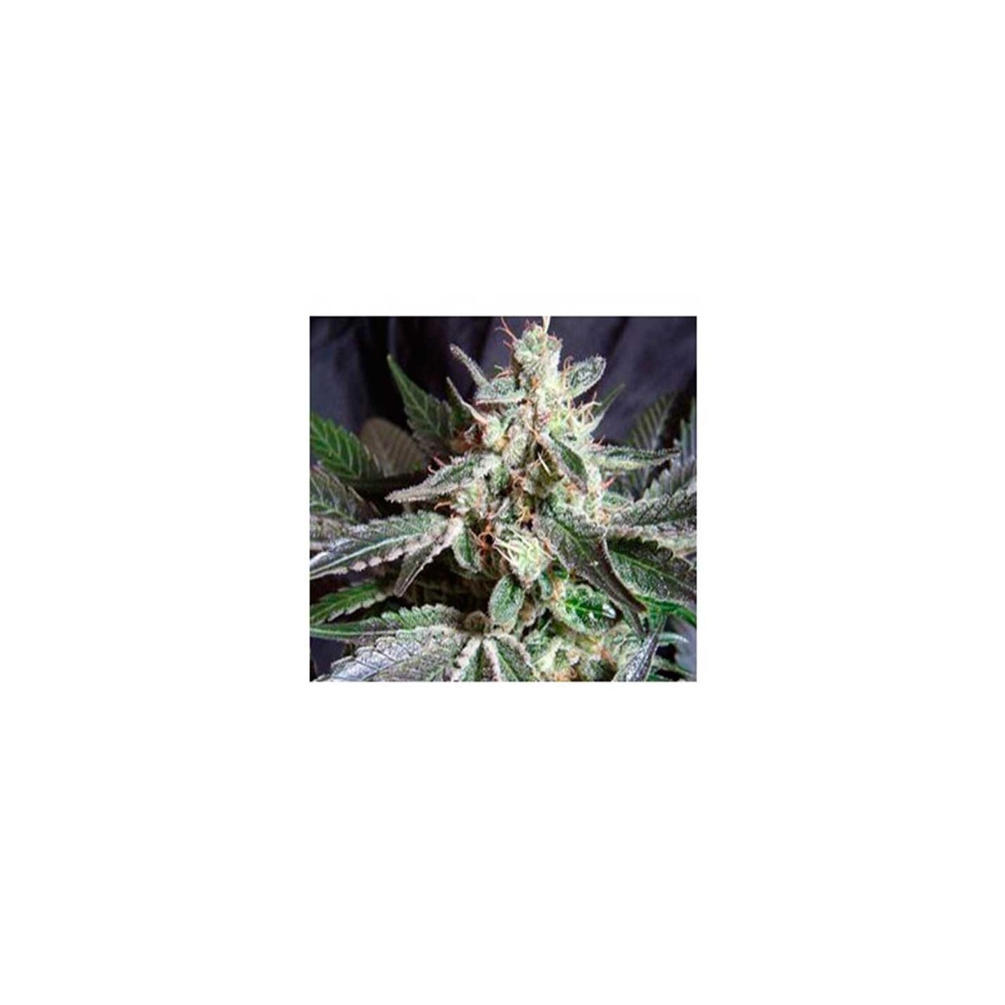 Lady Bug Autofloreciente Feminizada de Biological Seeds