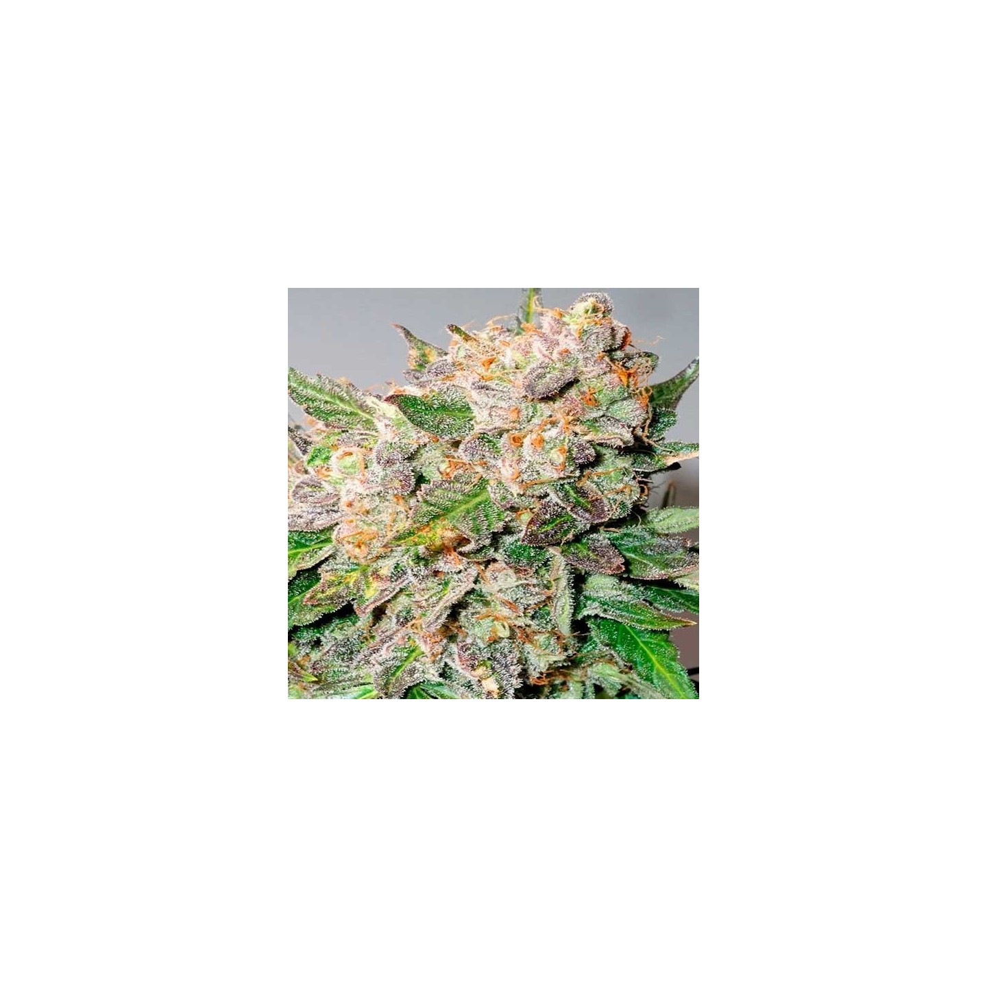 Glueberry Og Autofloreciente Feminizada de Dutch Passion