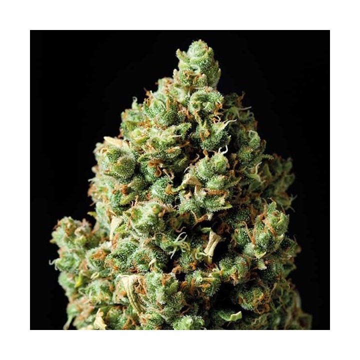 Critical Autofloreciente Feminizada de Exclusive Seeds