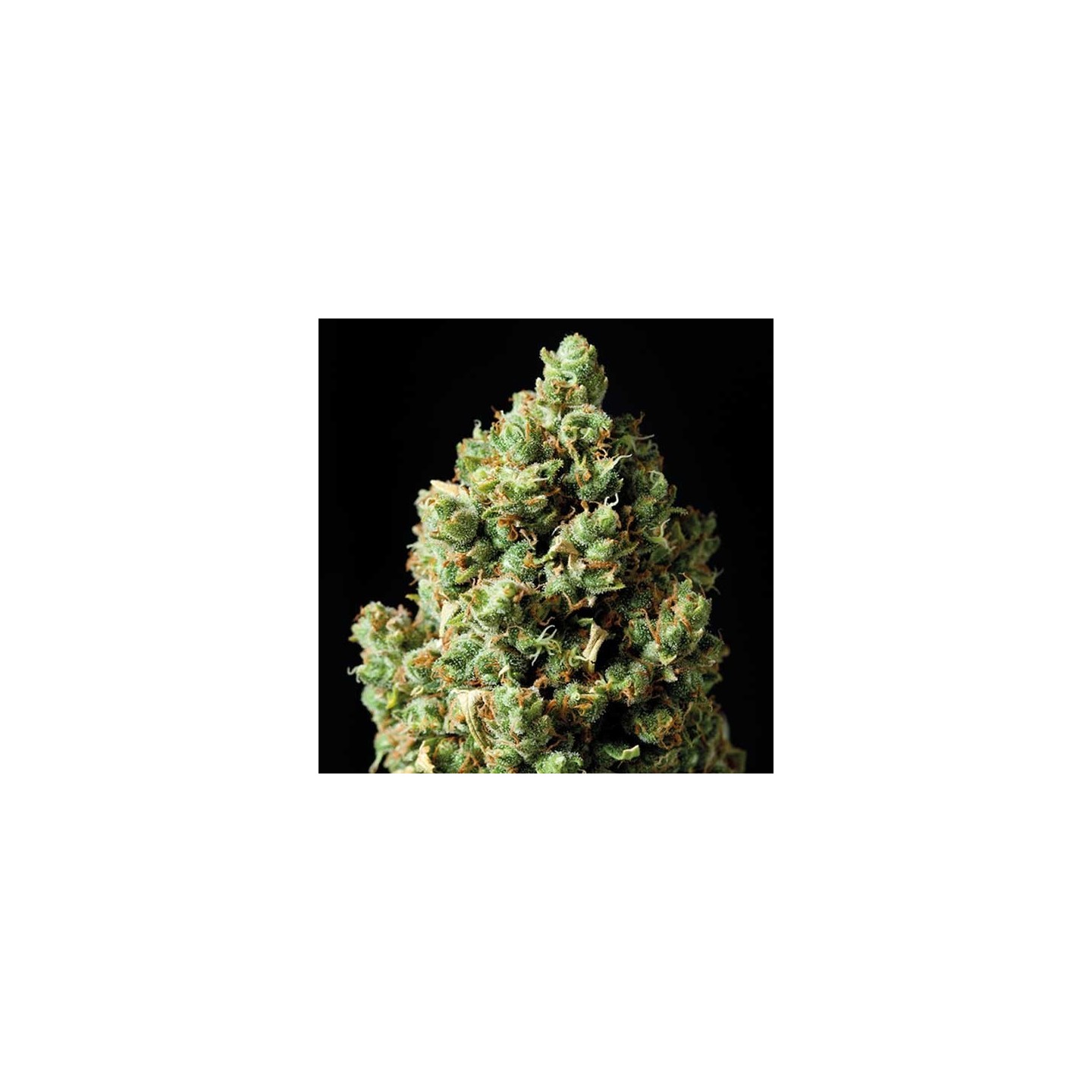 Critical Autofloreciente Feminizada de Exclusive Seeds