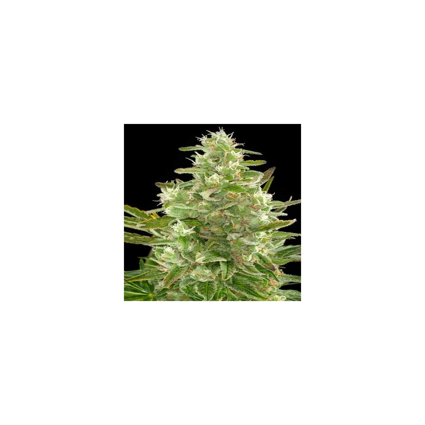 Critical Autofloreciente Feminizada de Biological Seeds
