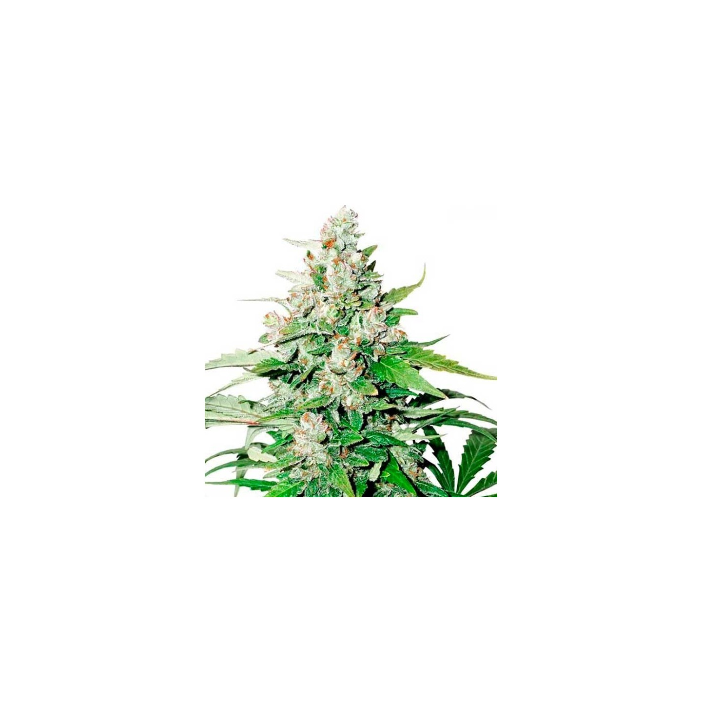 Cinderella Jack Autofloreciente Feminizada de Dutch Passion