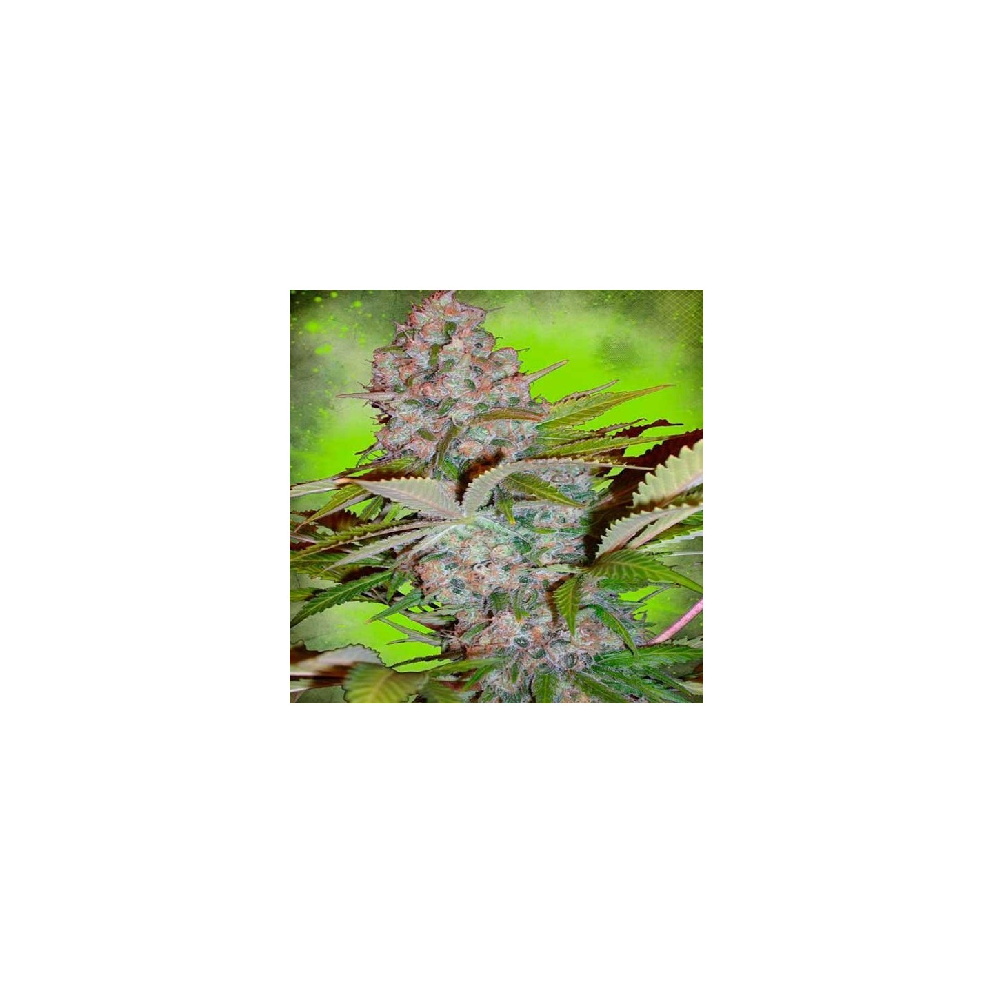 Cheese NL Autofloreciente Feminizada de Ministry Seeds