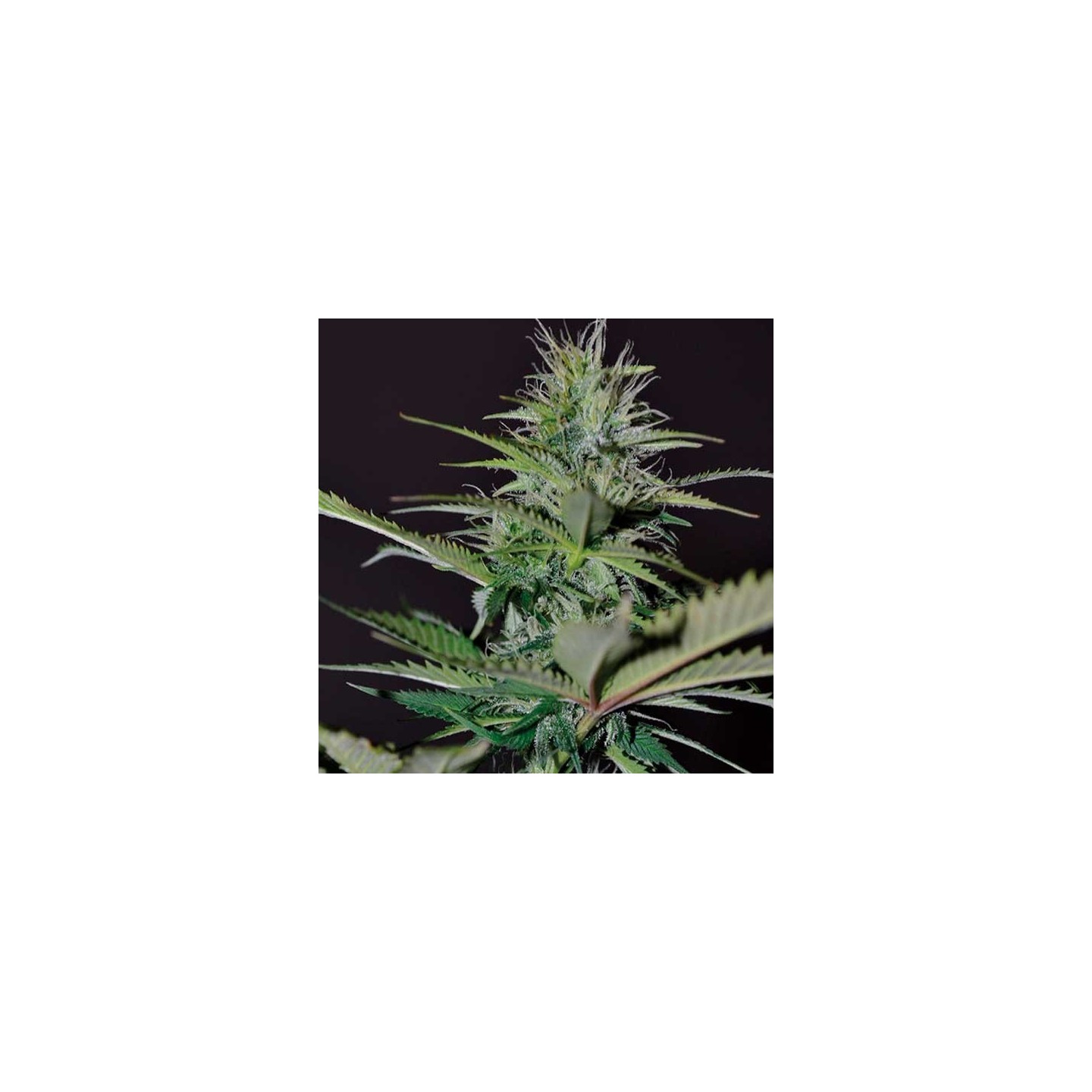 Bilberry Autofloreciente Feminizada de Exclusive Seeds