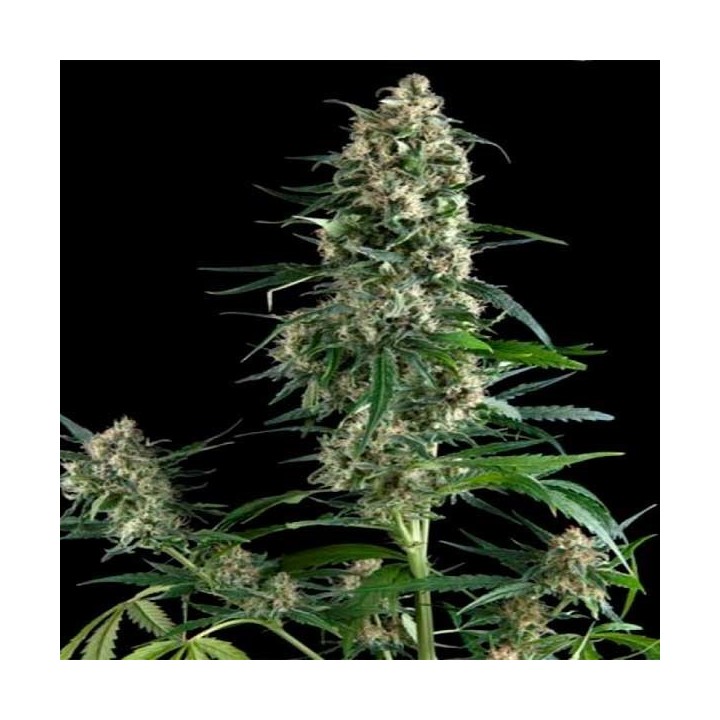 Amnesia Gold Autofloreciente Feminizada de Pyramid Seeds