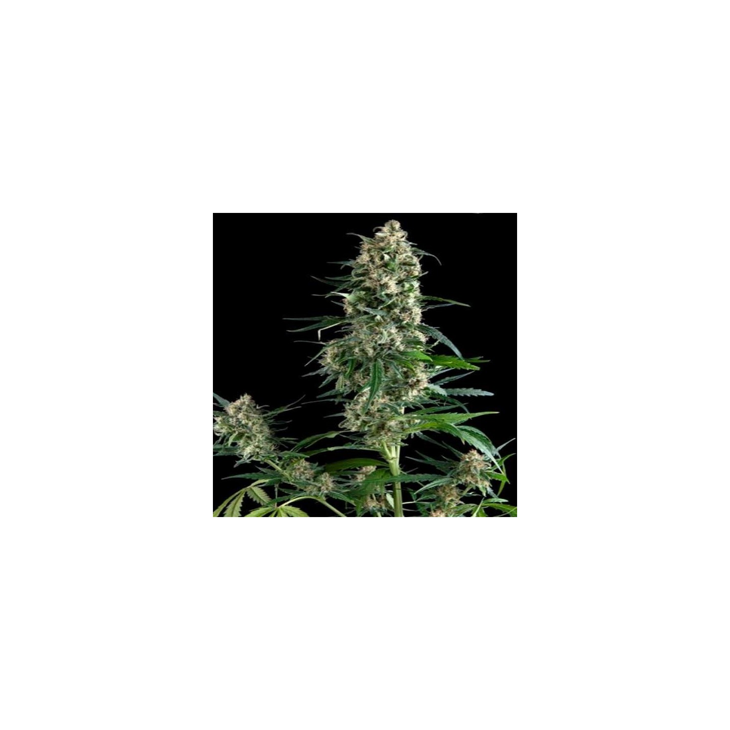 Amnesia Gold Autofloreciente Feminizada de Pyramid Seeds