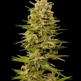 AK Bio Autofloreciente Feminizada de Biological Seeds