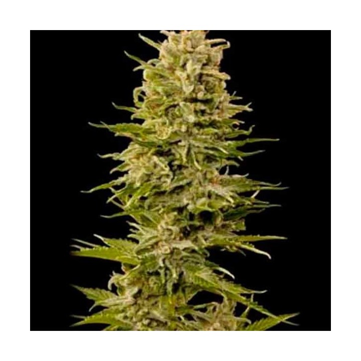 AK Bio Autofloreciente Feminizada de Biological Seeds