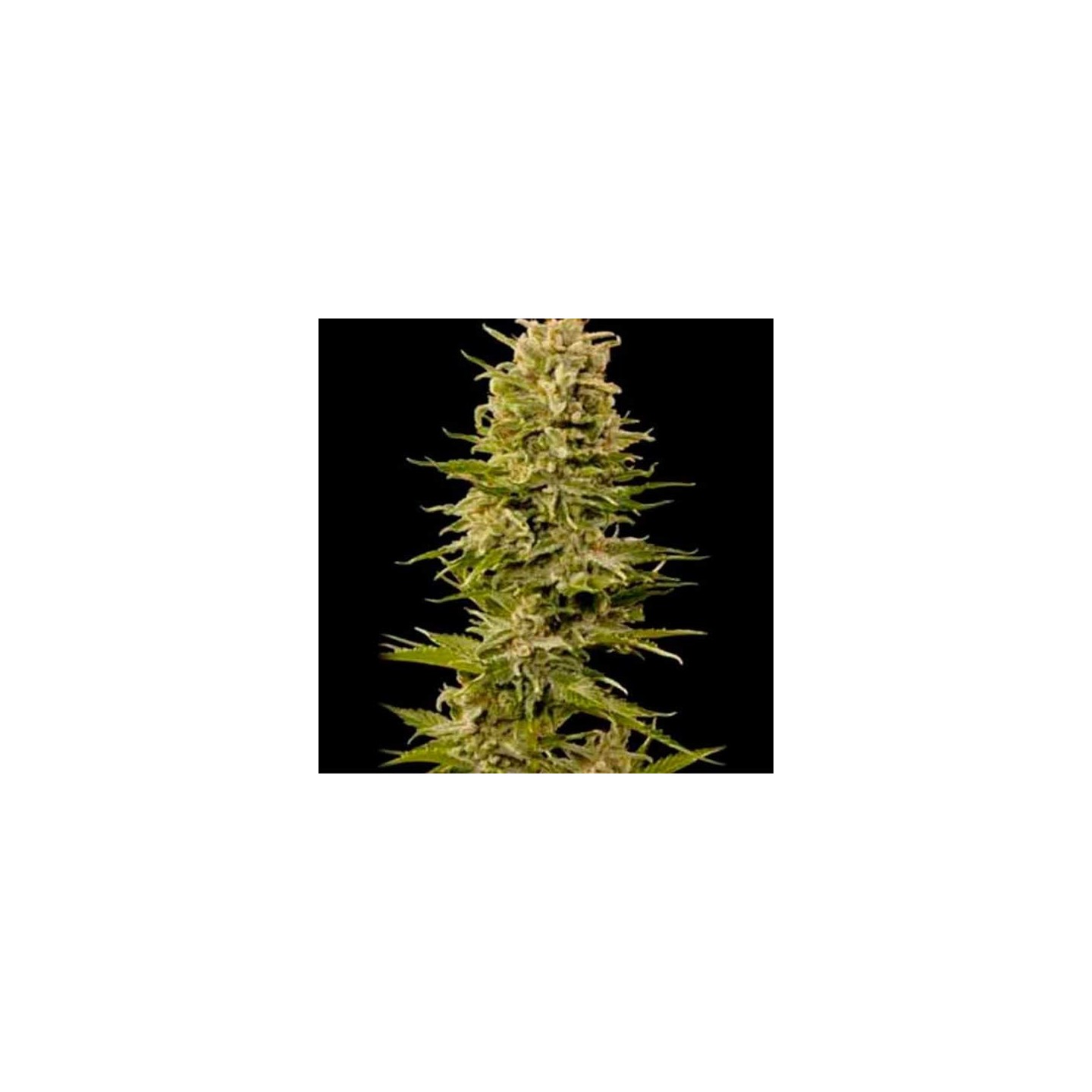 AK Bio Autofloreciente Feminizada de Biological Seeds
