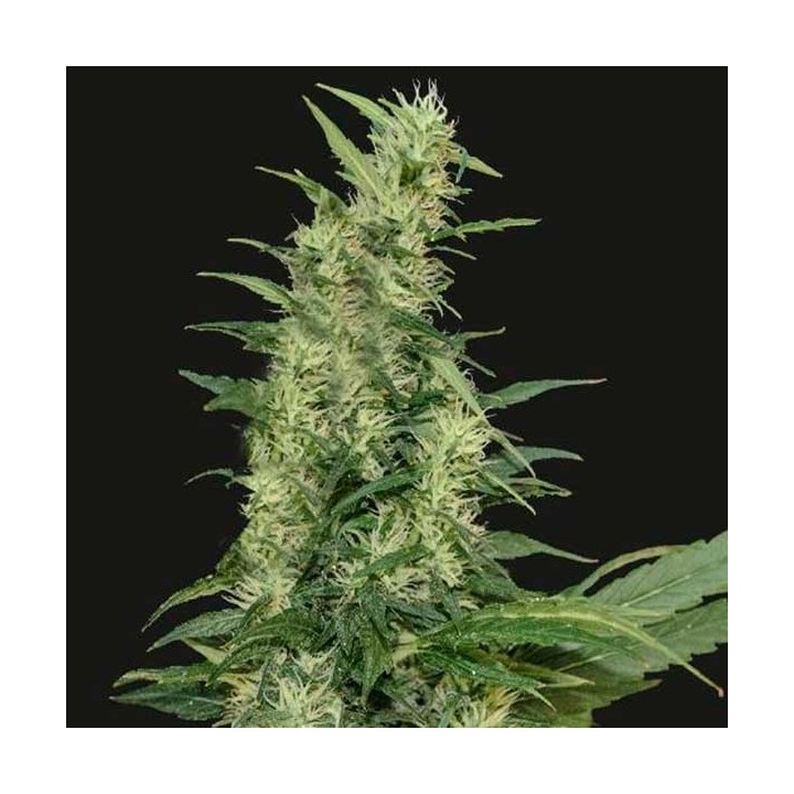 Amur Giant Autofloreciente Feminizada de Kalashnikov Seeds