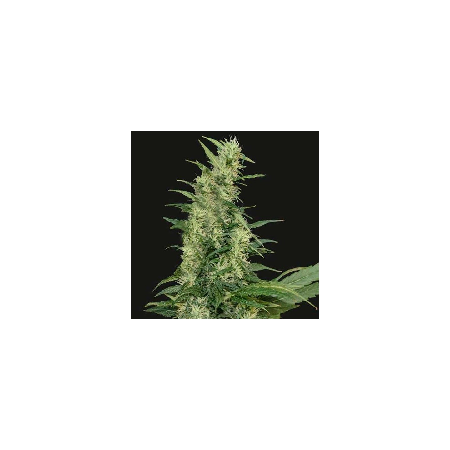 Amur Giant Autofloreciente Feminizada de Kalashnikov Seeds