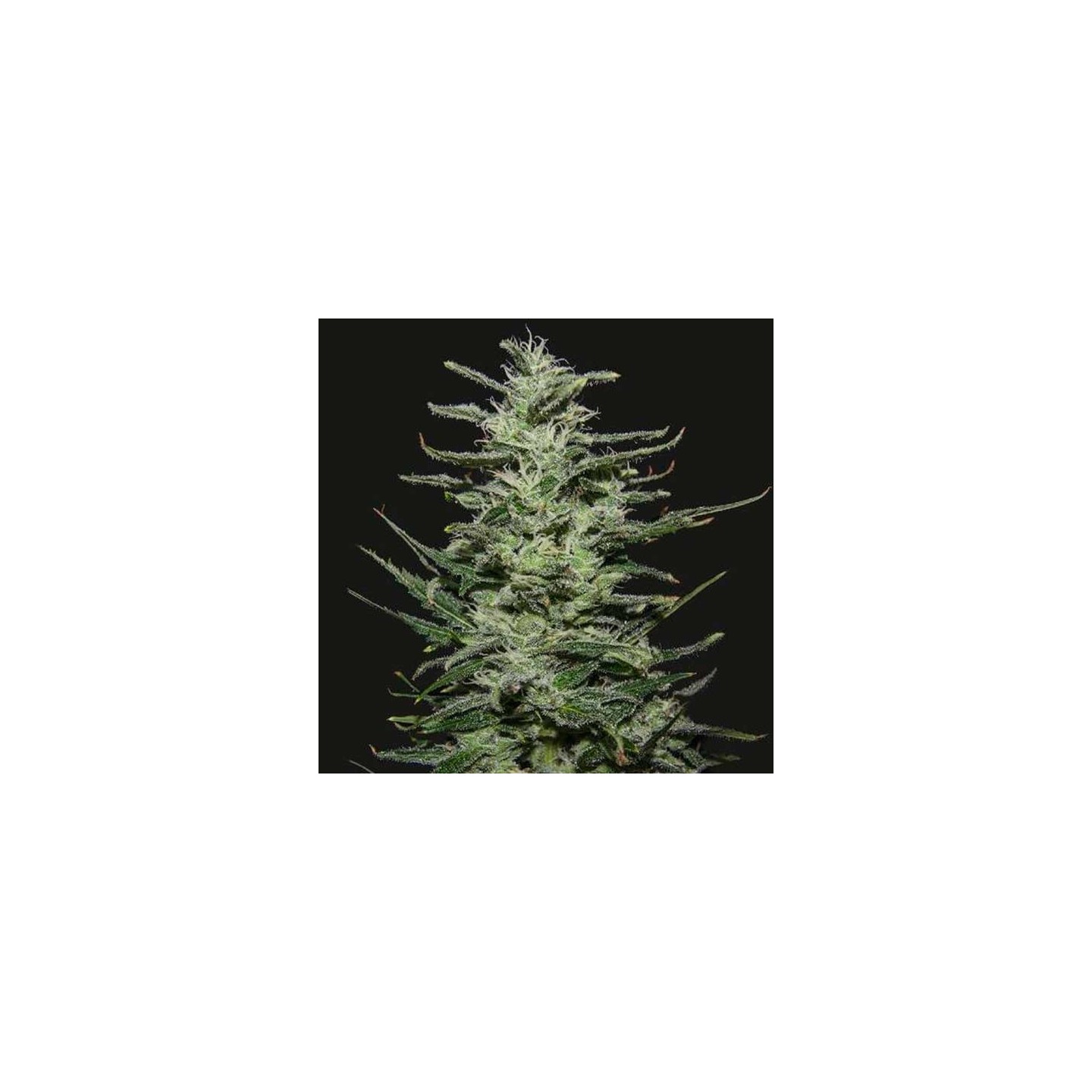 Amnesia Molotov Feminizada de Kalashnikov Seeds